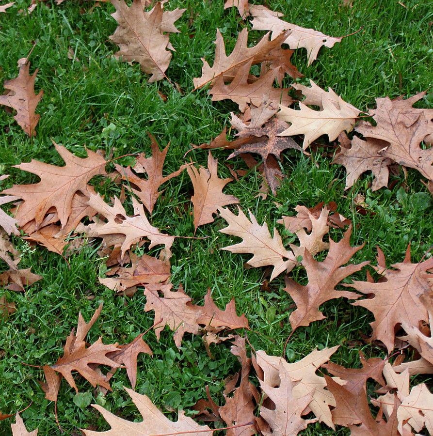 Изображение особи Quercus rubra.