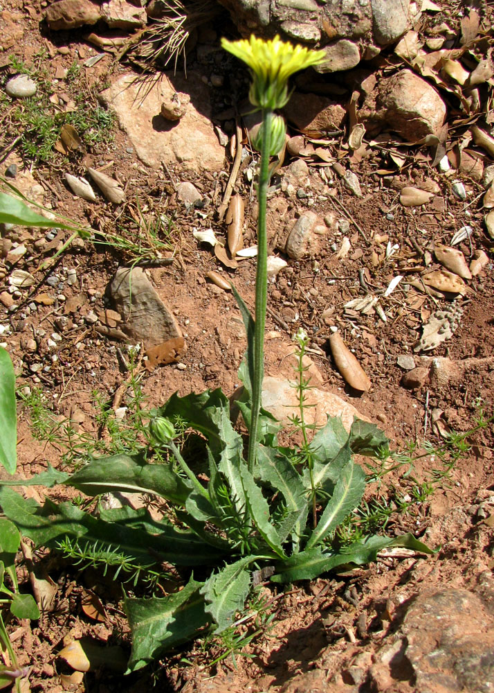 Изображение особи Crepis albida.