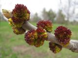 Fraxinus pennsylvanica