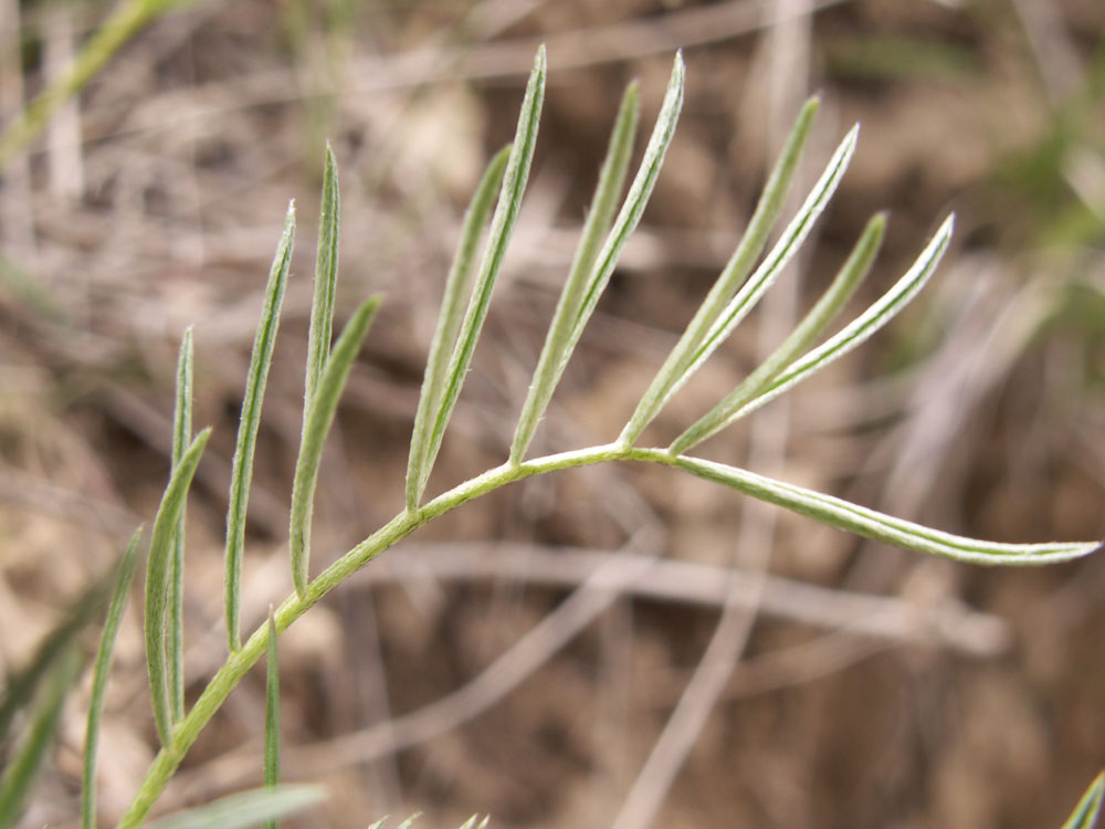 Image of Astragalus angustissimus specimen.