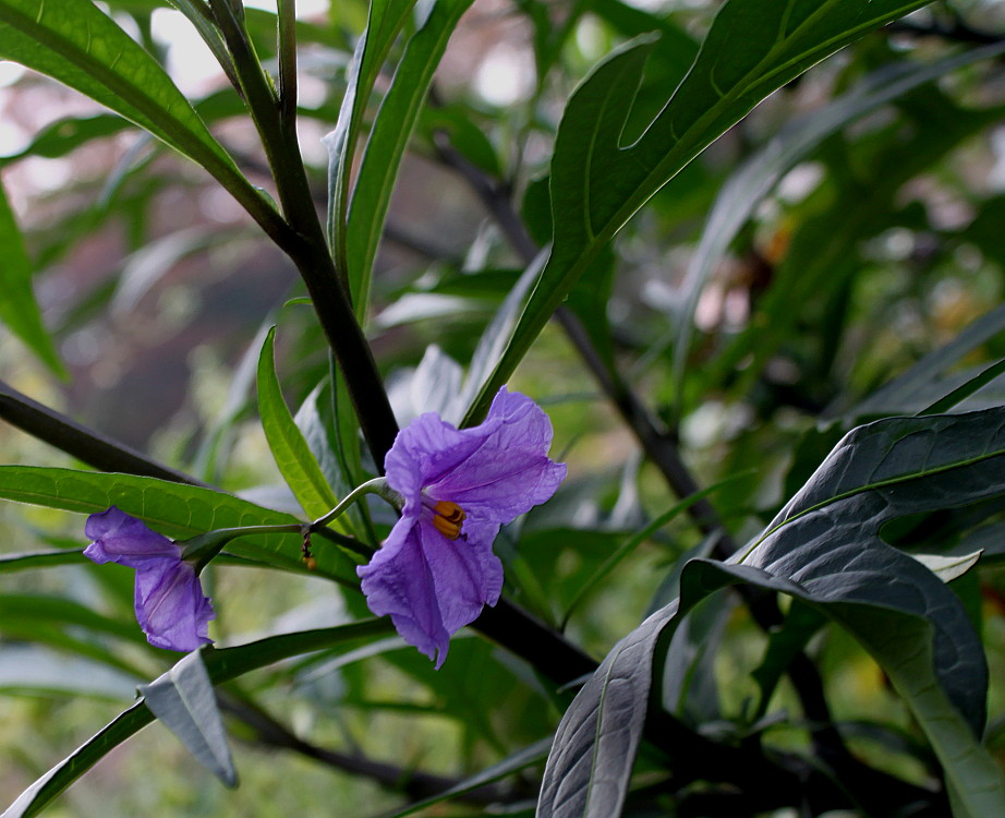 Изображение особи Solanum laciniatum.