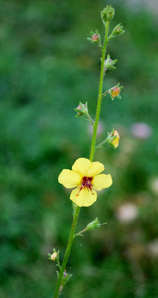 Image of Verbascum blattaria specimen.