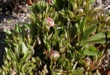 genus Paeonia. Верхушки побегов с бутонами. Германия, г. Krefeld, ботанический сад. 20.04.2013.