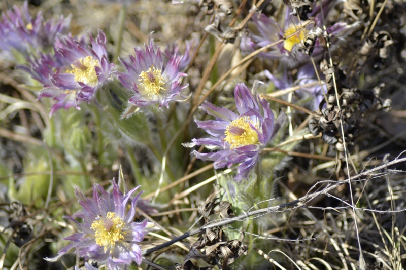 Изображение особи Pulsatilla multifida.