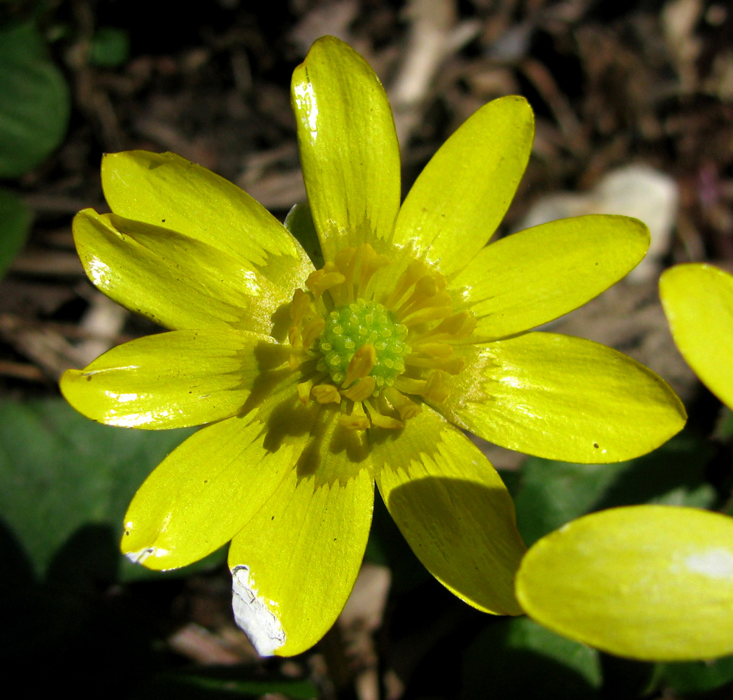 Image of Ficaria stepporum specimen.