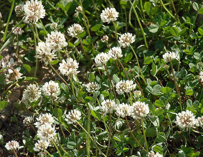 Image of Trifolium repens specimen.