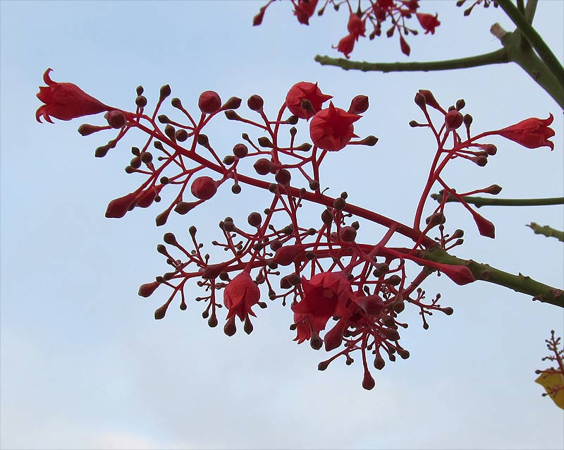 Изображение особи Brachychiton acerifolius.