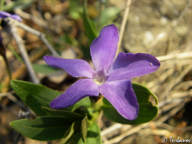 Image of Vinca herbacea specimen.