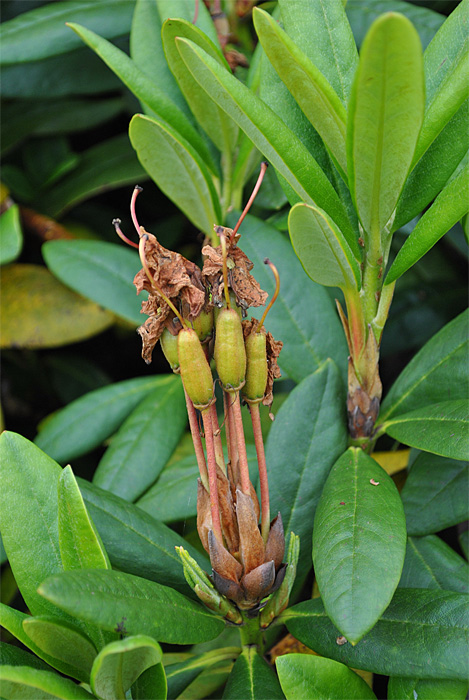 Image of Rhododendron caucasicum specimen.