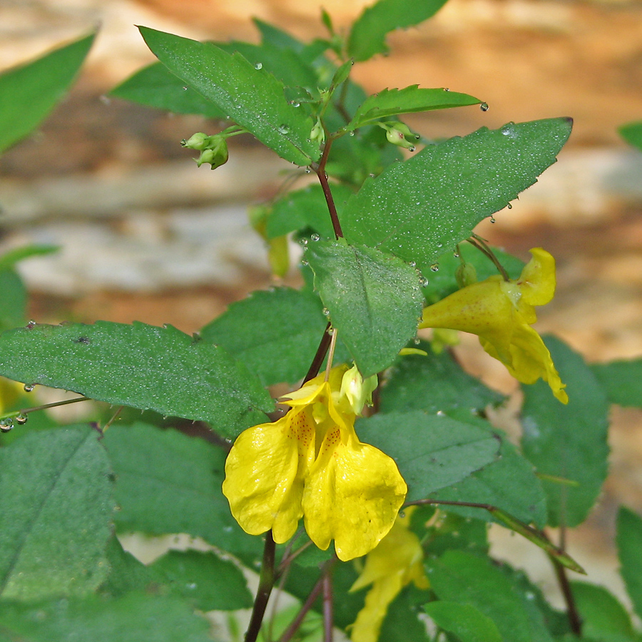 Image of Impatiens noli-tangere specimen.