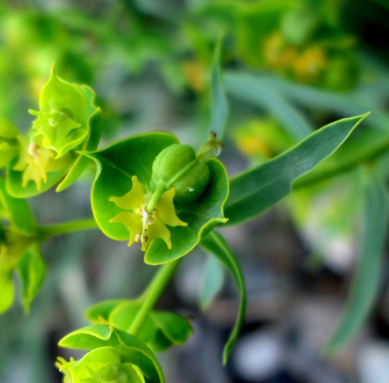 Изображение особи Euphorbia boissieriana.