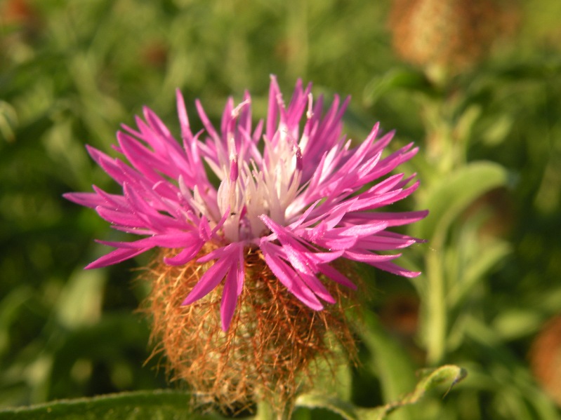 Изображение особи Centaurea trichocephala.