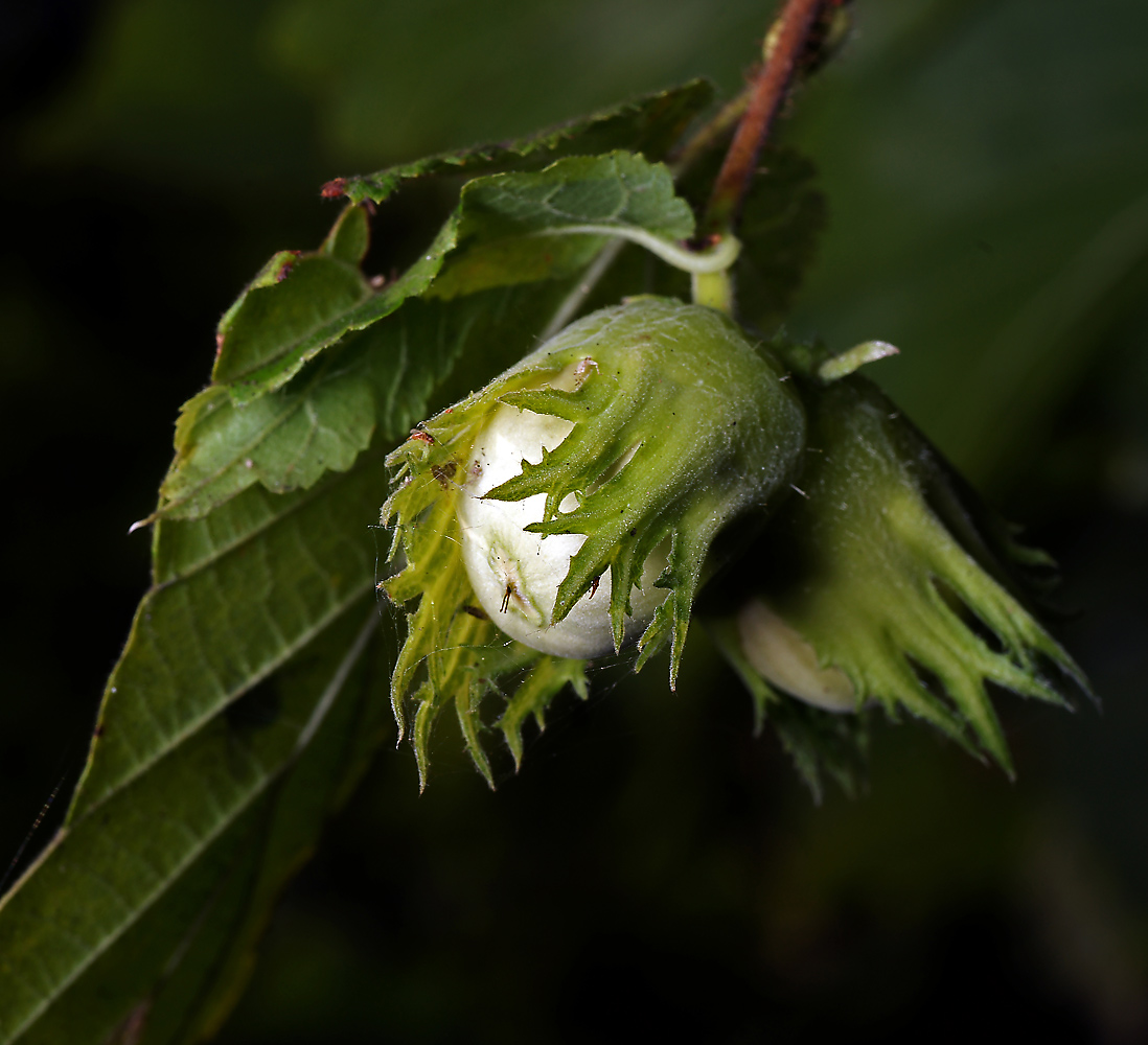 Image of Corylus avellana specimen.