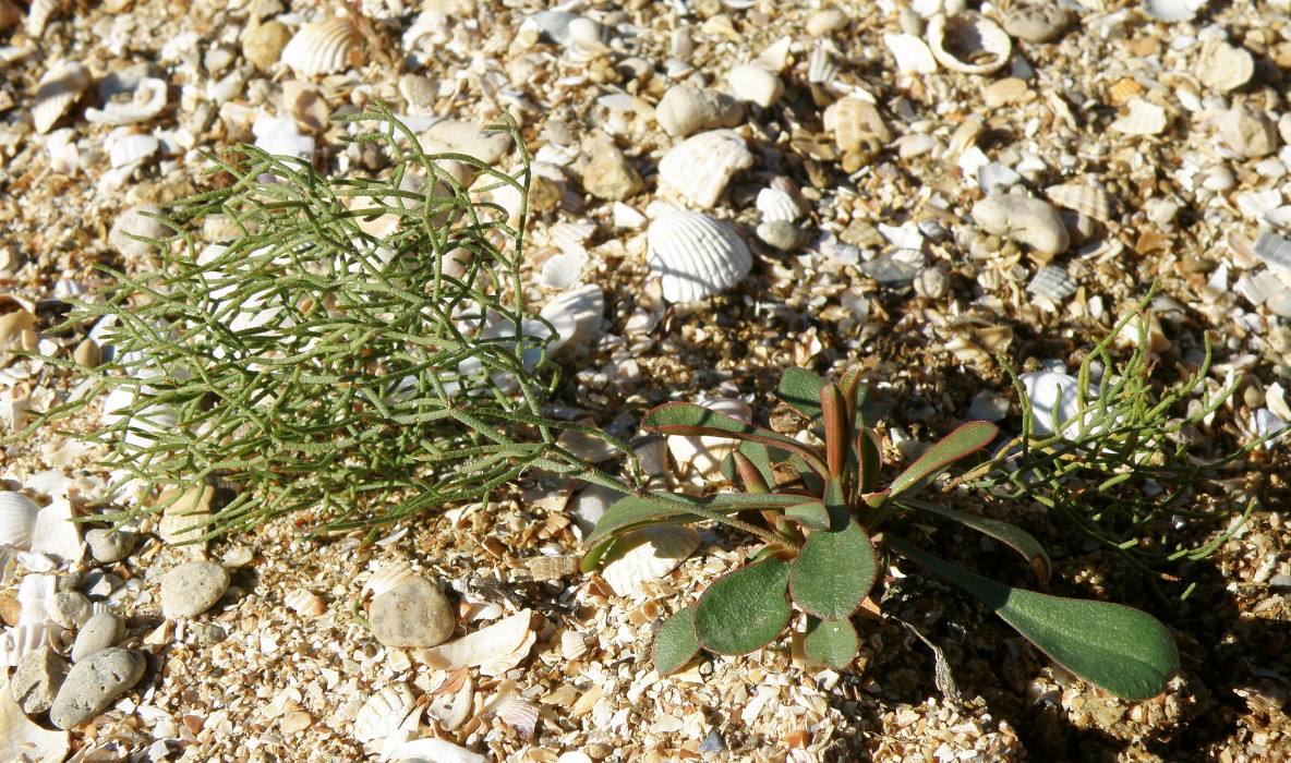 Image of Limonium caspium specimen.