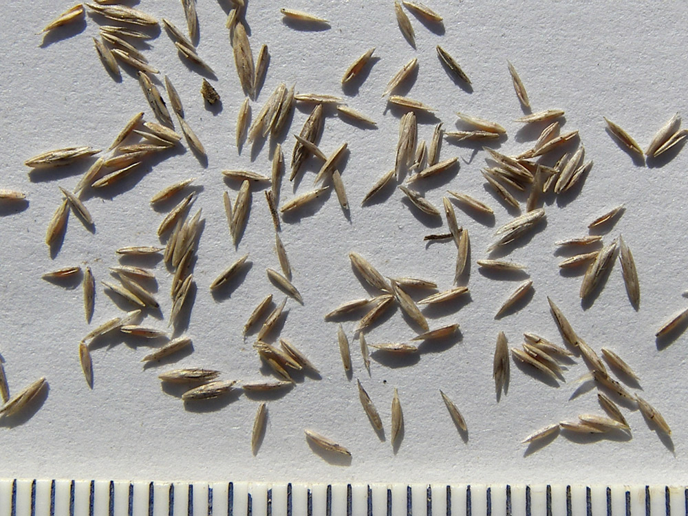 Image of Poa nemoralis specimen.