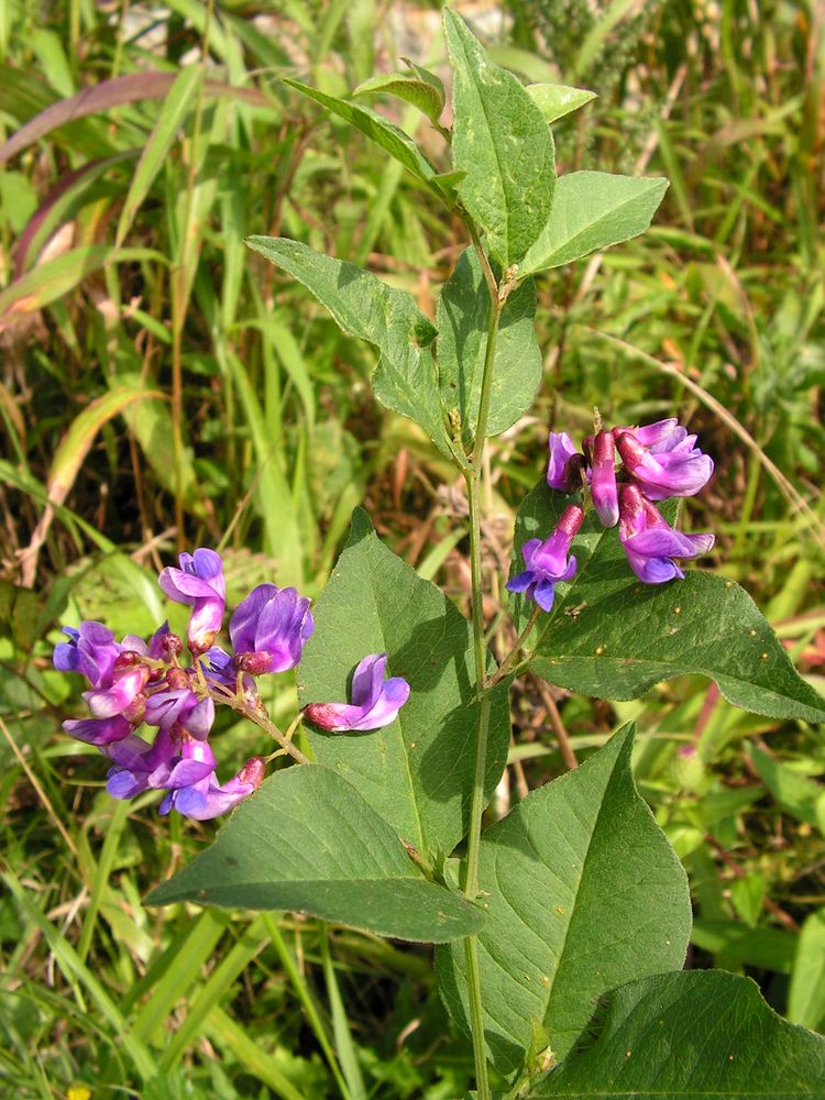 Image of Vicia unijuga specimen.