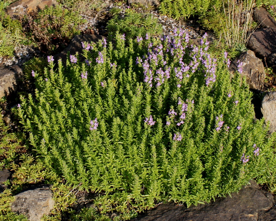 Image of genus Satureja specimen.