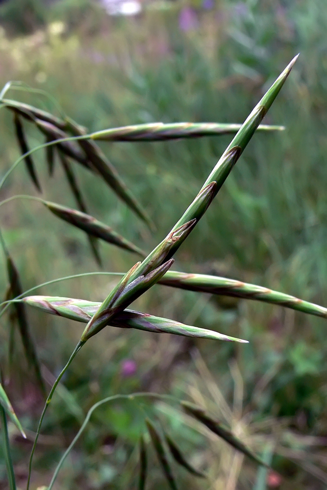 Изображение особи Bromopsis inermis.