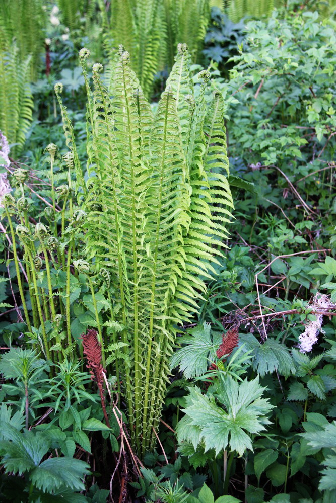 Image of Matteuccia struthiopteris specimen.