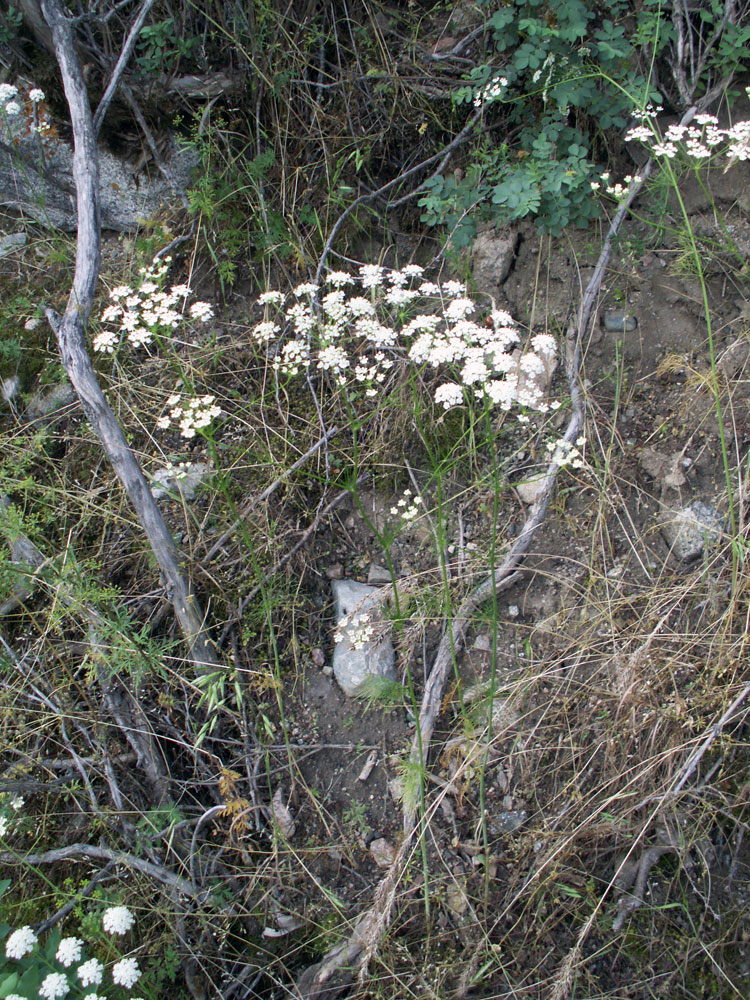 Image of Bunium setaceum specimen.