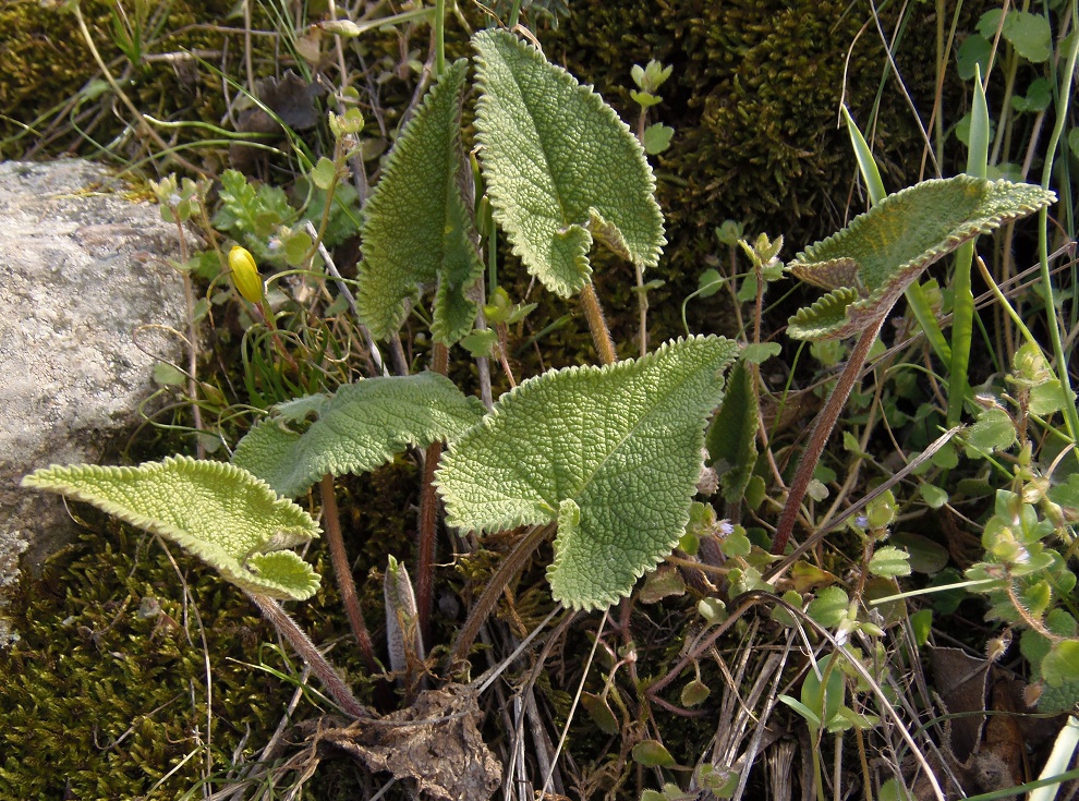 Image of Phlomoides tuberosa specimen.