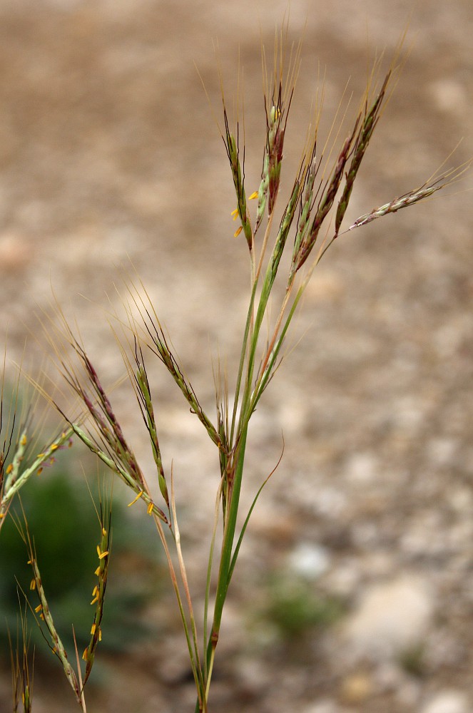 Image of Hyparrhenia hirta specimen.