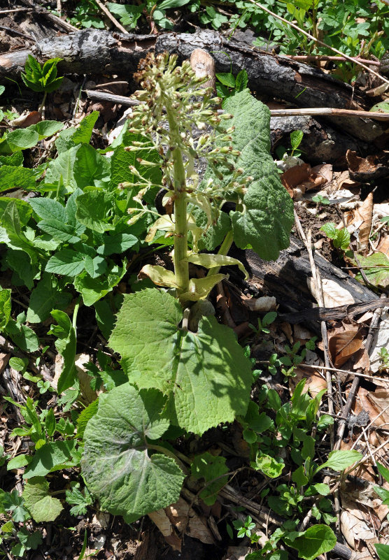 Image of Petasites albus specimen.