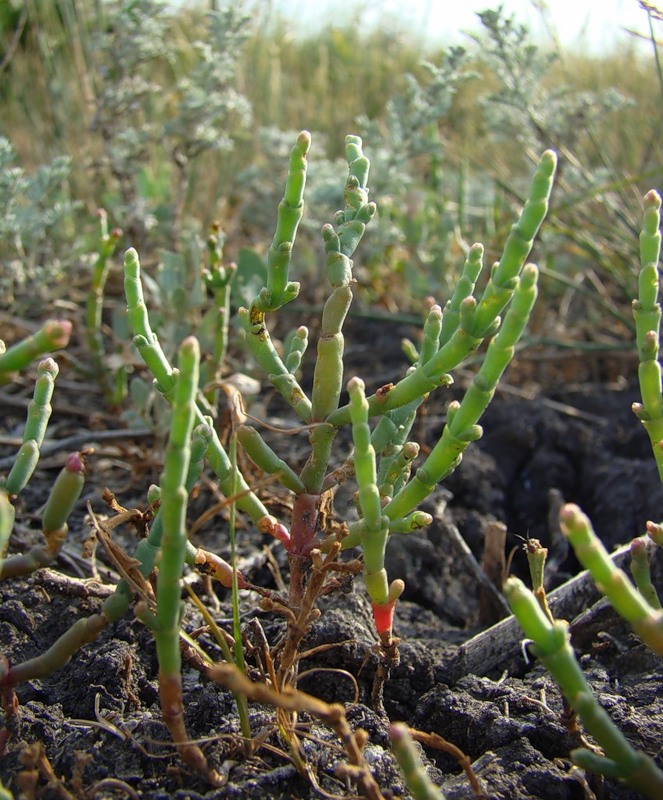 Image of Salicornia perennans specimen.