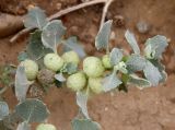 Atriplex holocarpa