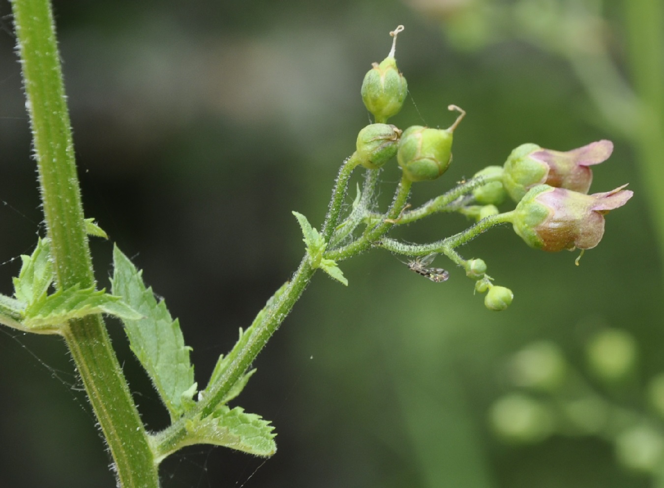 Image of Scrophularia scopolii specimen.