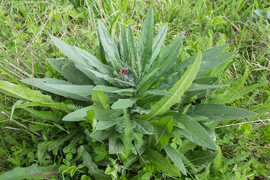 Изображение особи Cynoglossum officinale.