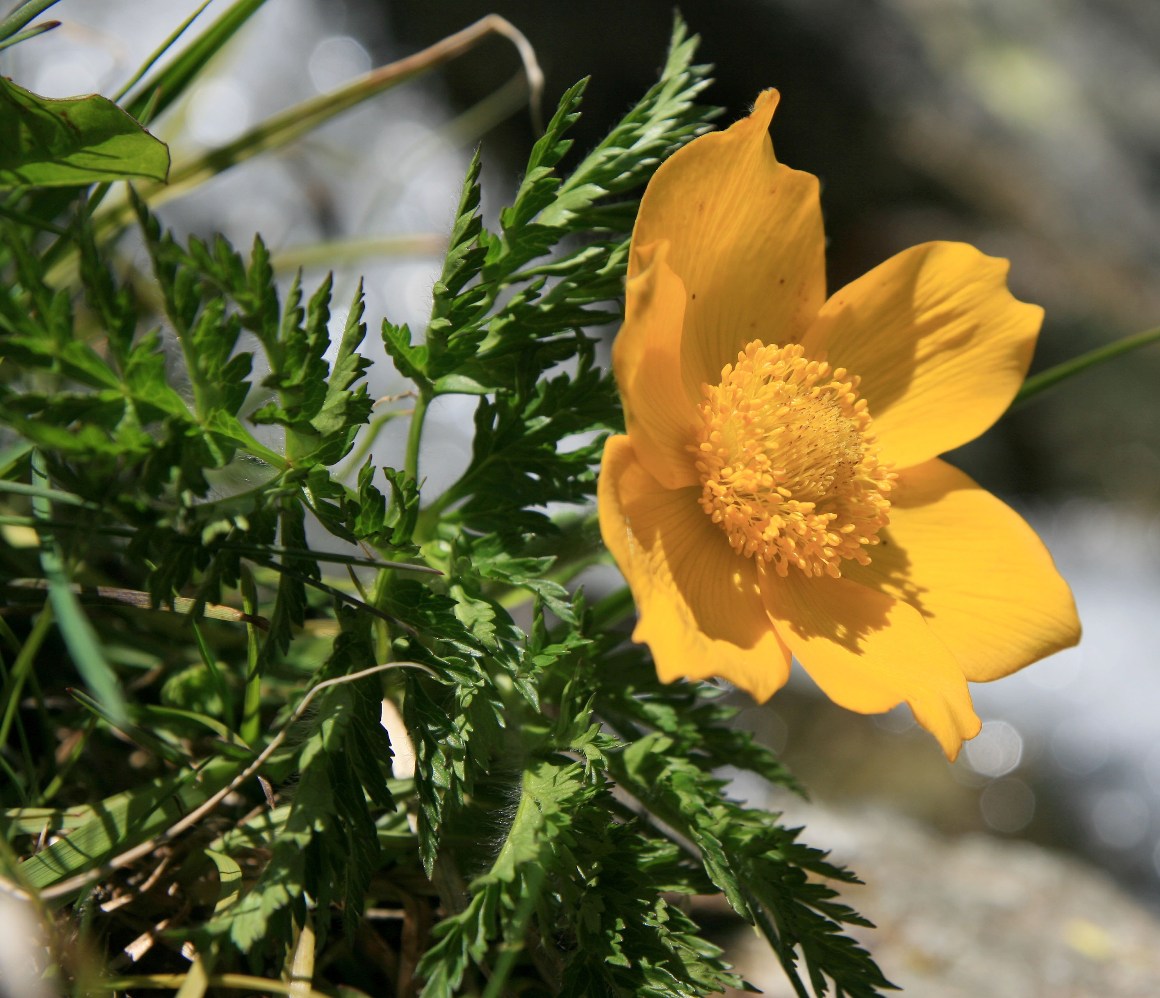 Image of Pulsatilla aurea specimen.