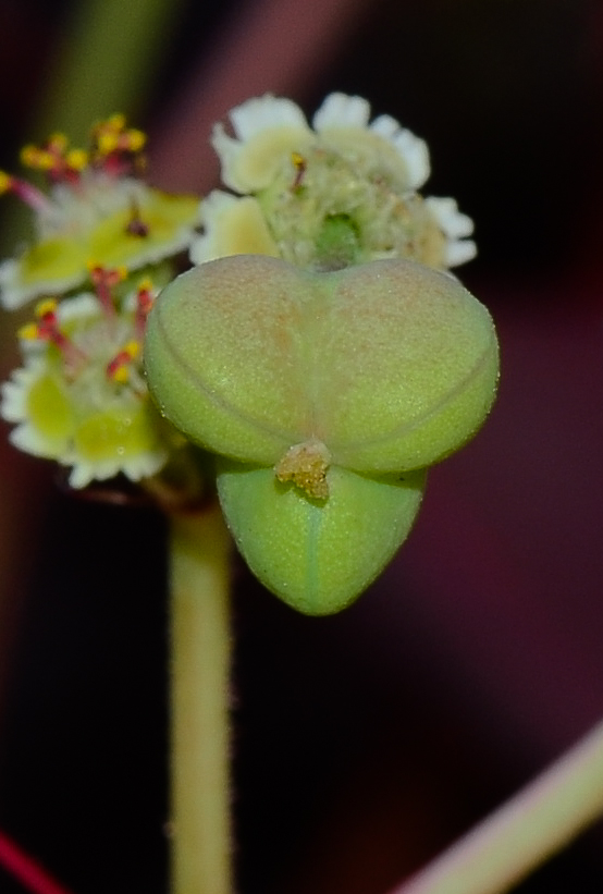 Image of Euphorbia cotinifolia specimen.