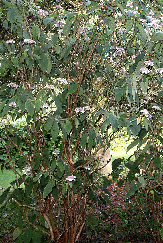 Image of Hydrangea strigosa specimen.