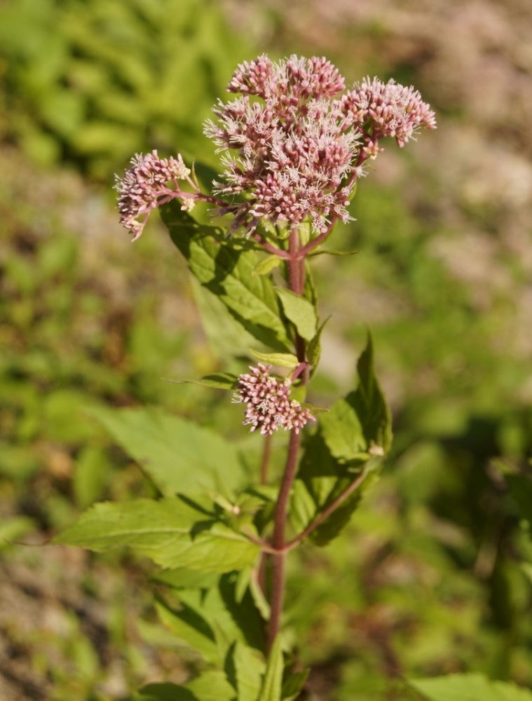 Изображение особи Eupatorium cannabinum.