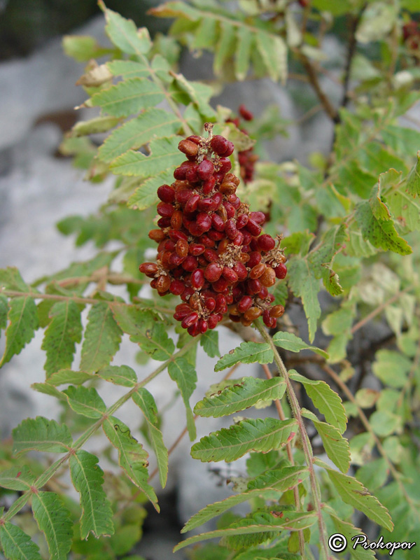 Image of Rhus coriaria specimen.