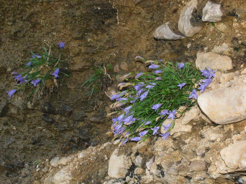 Изображение особи Campanula capusii.