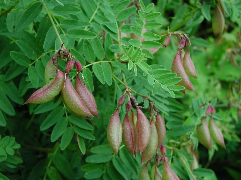 Изображение особи Astragalus membranaceus.