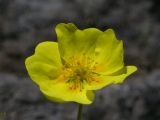 Potentilla vulcanicola. Цветок. Камчатский край, Елизовский район, подножье вулкана Авачинская сопка, горная тундра, 980 м н.у.м. 18.07.2008.