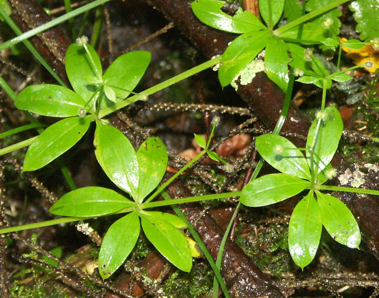 Image of Galium triflorum specimen.