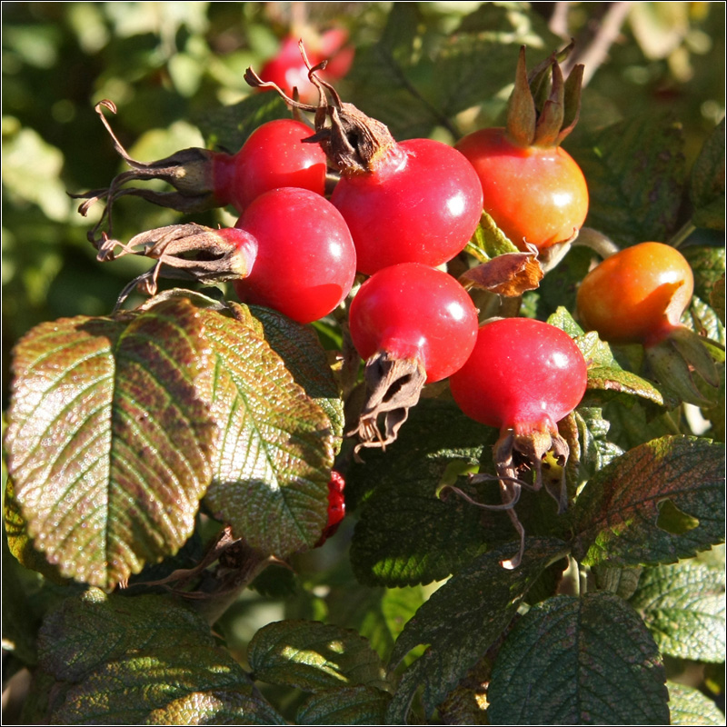 Изображение особи Rosa rugosa.