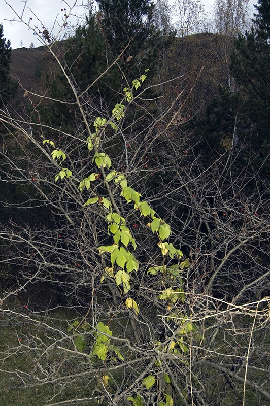 Изображение особи Humulus lupulus.