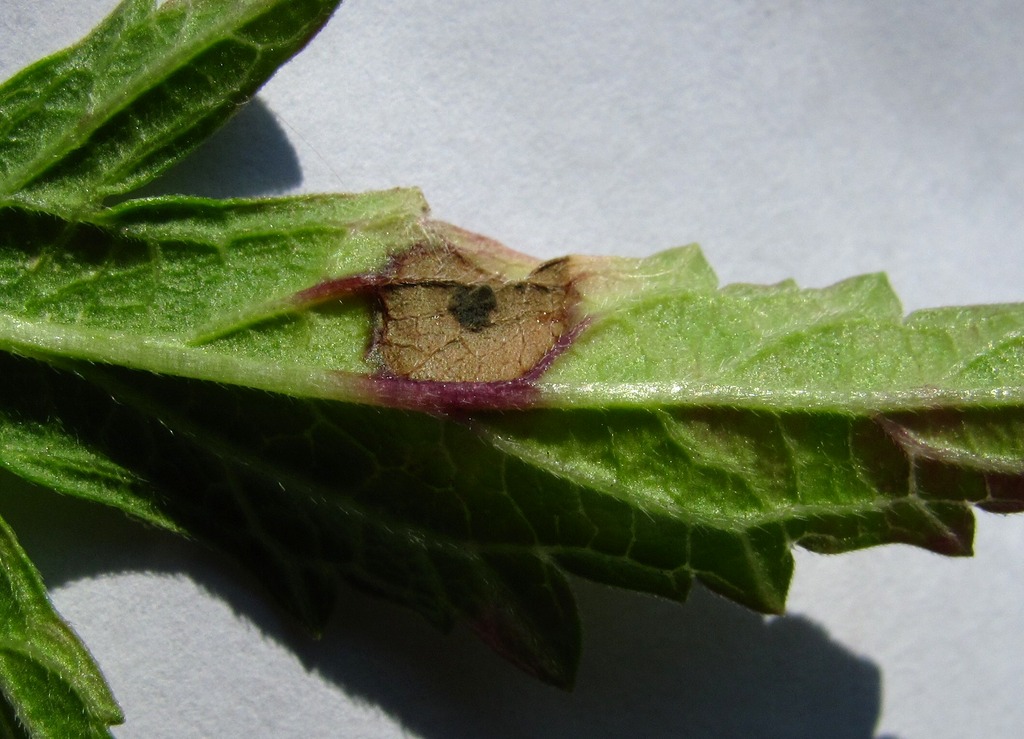 Image of Verbena officinalis specimen.