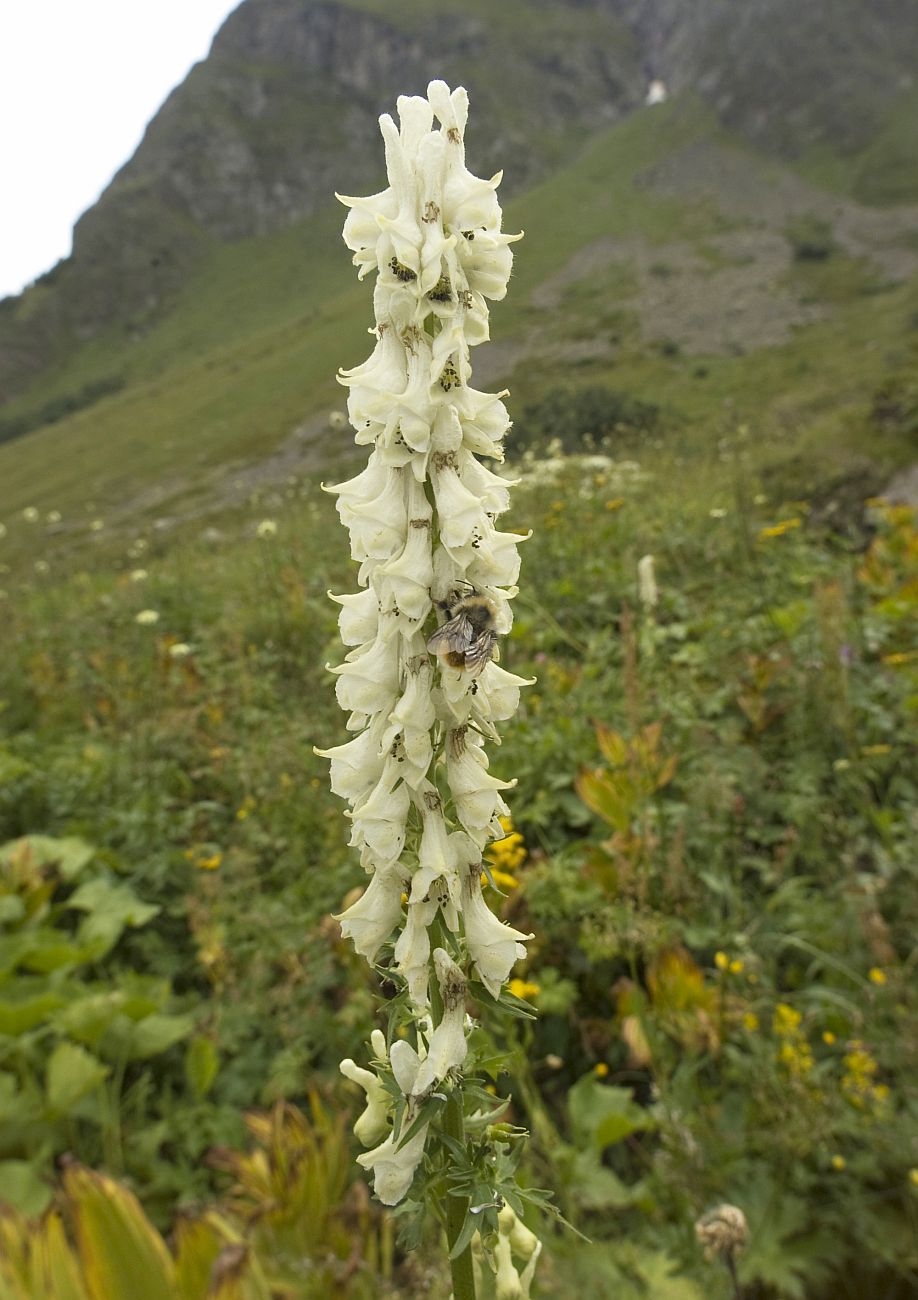 Изображение особи Aconitum orientale.