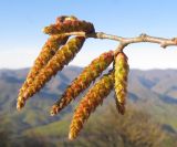 Carpinus betulus