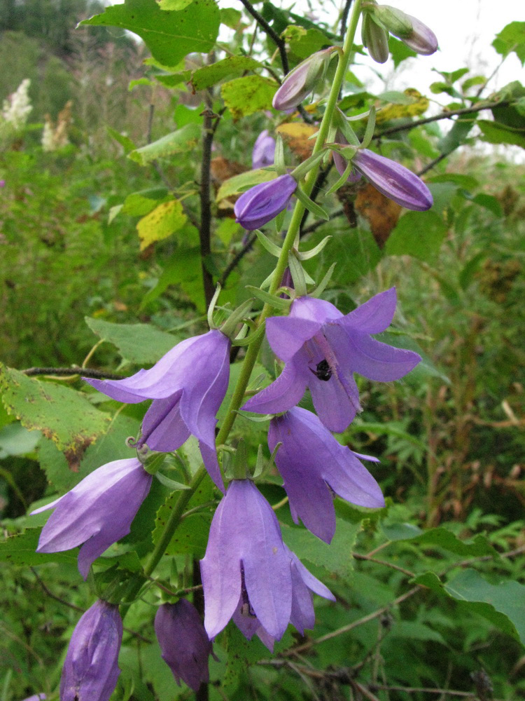 Image of Campanula rapunculoides specimen.