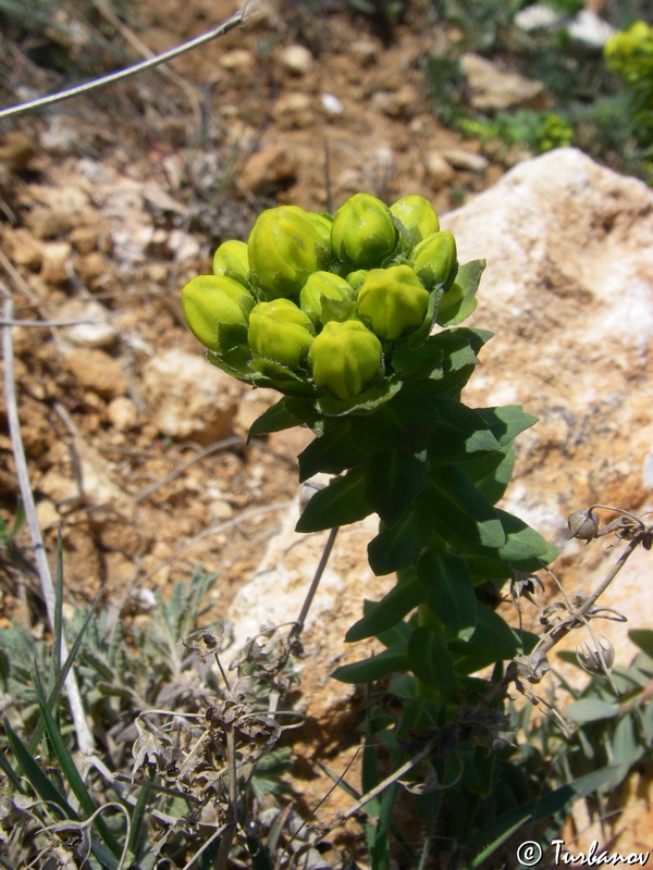 Image of Haplophyllum suaveolens specimen.