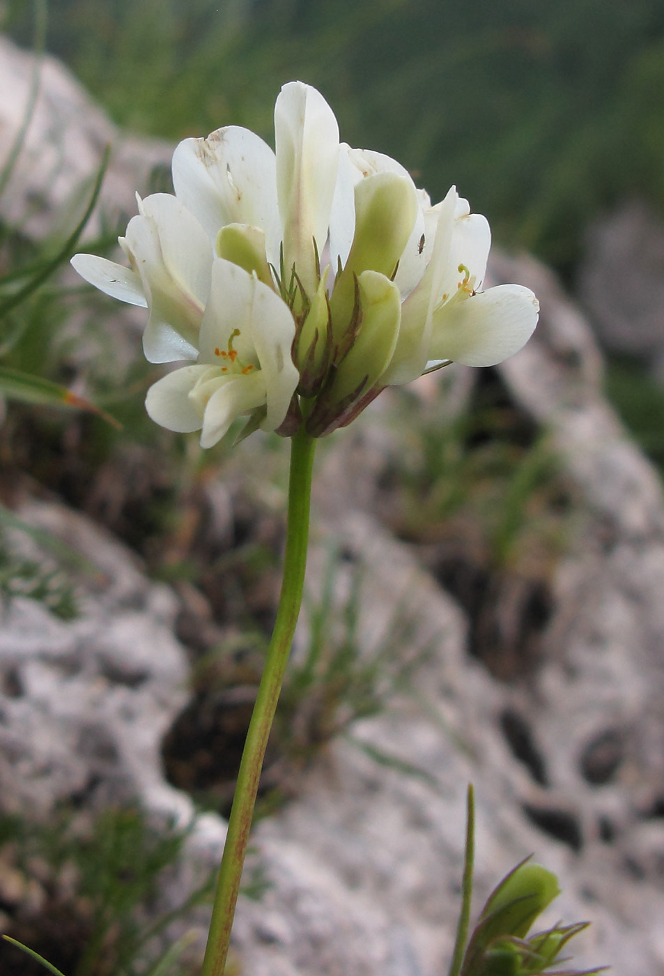 Image of Trifolium polyphyllum specimen.