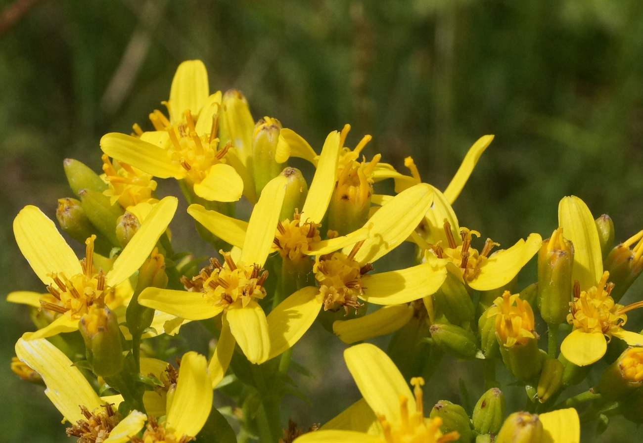 Image of Ligularia songarica specimen.