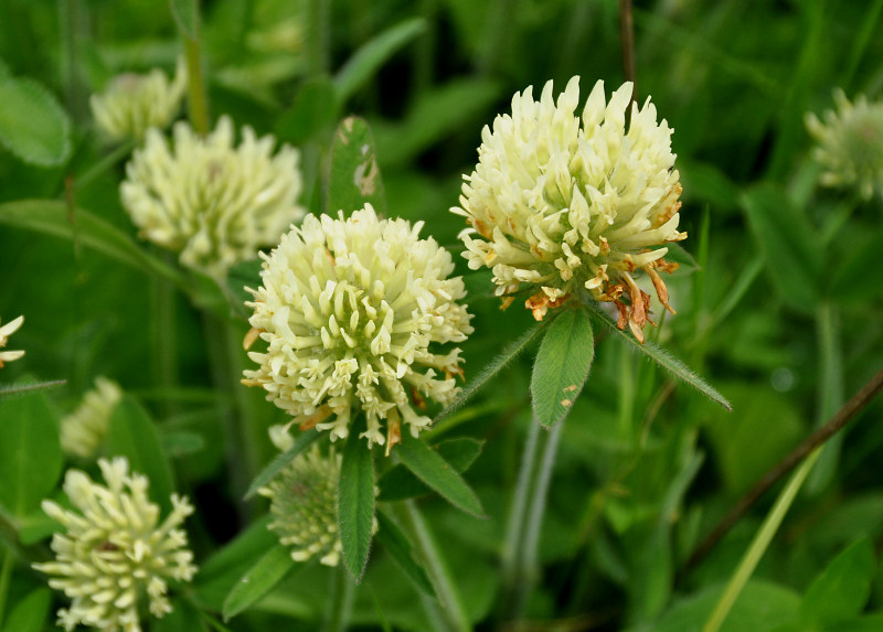 Image of Trifolium trichocephalum specimen.